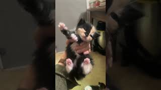 #cuteanimal #cute #kitten #love #cutepets