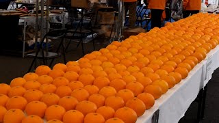 芦北町産業祭デコポン祭り