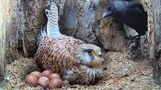 Kestrels Fight to Keep Eggs Safe | Apollo & Athena | Robert E Fuller