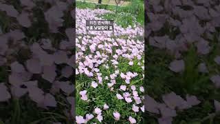 번식 끝판왕,1포트가10년만에    텃밭을 삼키다