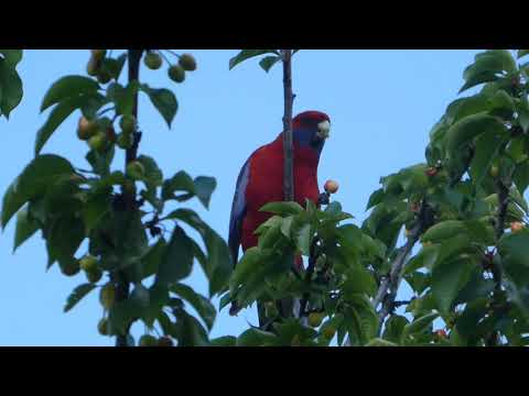 Australian king parrot is stealing cherry !