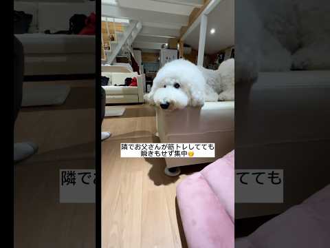 何回見ても大好きジュラシックワールド③#愛犬#犬のいる暮らし #大型犬#映画