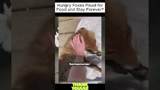 Hungry Foxes Plead for Food and Stay Forever  #viral_stories