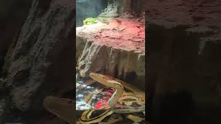 【網紋#蟒蛇】アミメニシキ#ヘビ #snake #xpark #水族館 #可愛動物 #動物 #可愛 #可愛い #可愛すぎ #animal #桃園 #中壢 #台灣 #台湾 #taiwan