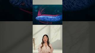 Oarfish🐟🐋🐬 #oarfish #sea #seacreatures #fish #fishing #shorts #new #news #latestnews #short #ocean