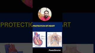 #heart #humanheart #biology #10class #10class biology #lifescience #zoology #ytshorts