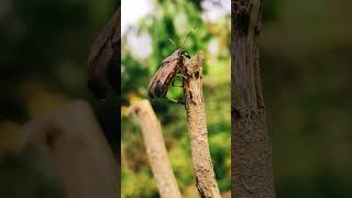 Big Size stink bug 🪲 #stinkbug #bug #buglife #shorts #short #youtube #youtubeshorts #shortsfeed #new