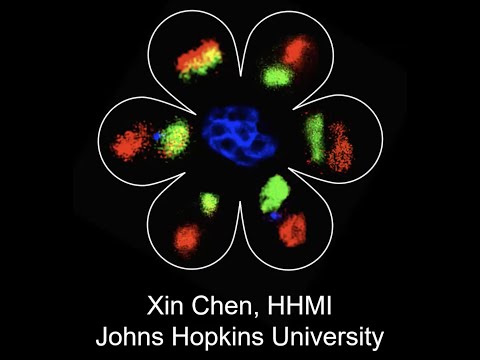 Epigenetic inheritance in cell fate determination