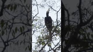 hornbill sound #wildlife #wild #birdsound #birdlovers #shorts