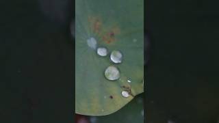 WATER DROPLETS ONTHE LOTUS LEAF #leaf #waterdrops #nature #raindrops