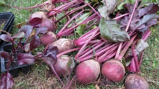 Overview of Using Beet Transplants: Save Time - Types of Beet Transplants and Huge Harvest