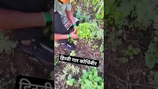 हिरवी गार कोथिंबीर #कोथिंबीर #subscribe #abhimali #viralvideo #managutti #farming
