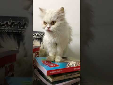 This cat wants to study math 🐱    #pets #pet #petlover #cat #cats #Lahore #pakistan #books #study