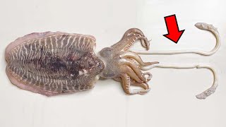 갑오징어는 오징어와 꽤 많이 다릅니다.. - 갑오징어 해부