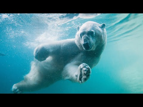 THE POLAR BEAR DIED