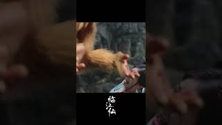 Oops! Cheeky monkey pushed her off the cliff?! 🐒😱 #feud #临江仙 #cdrama #白鹿 #bailu #shorts #drama