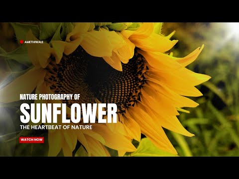 Nature Photography | Sunflower plant growing | Pleasant voice of birds 