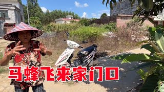 马蜂飞来老奶奶家门口，小何一袋子套上去，满满的一袋子 太爽了【桥头小何】