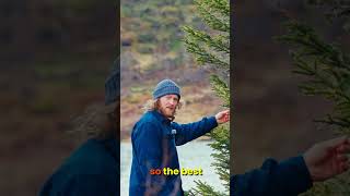 Make your own tea from trees 🌲