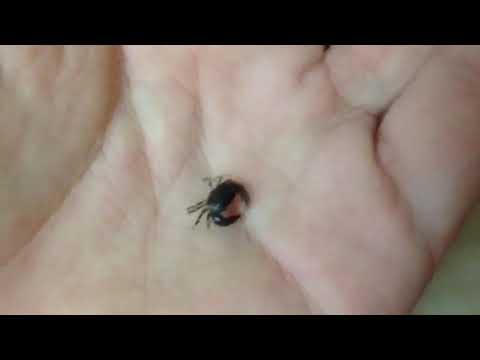 Mini Baby Crab ! ! ! 超可爱的迷你螃蟹!!!!!!!