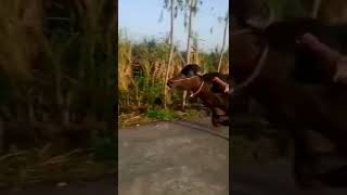 daud nangla katra race 🐅