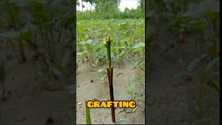 #shorts Easy Way to Understand Grafting