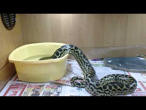Eunectes notaeus- New terarium