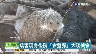 「食蟹獴」來作客! 台東村民好驚喜 | 華視新聞 20200311