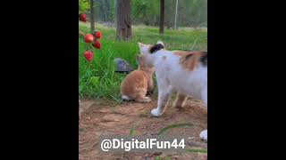 A love of animal's is amazing😍❤           #rabbit #cat #digitalfun #love #like #subscribe