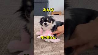 キレるチワワの本当の正体は #chihuahua #dog