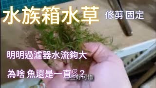 孔雀魚魚缸整理，金魚藻如何固定，過濾器水流強大固然好，但是.......