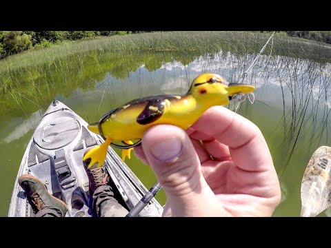 Are Bass Eating All The Ducklings???