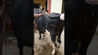 AI process of caw😳😦#hearttouching #animals #every types videos