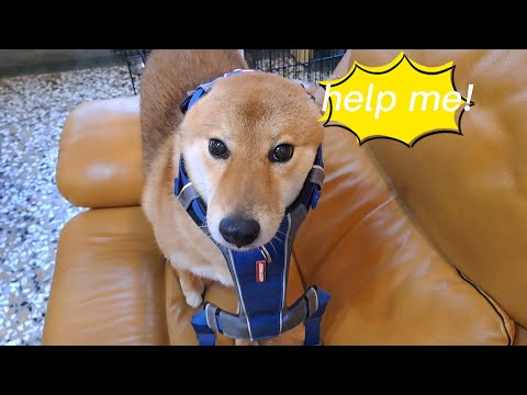 這隻狗有太可愛了吧!被套上項圈就瞬間[石化]了!(time pause dog)