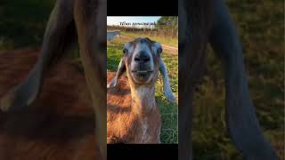 #funny #goat #viral #work #freework