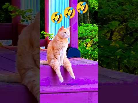 Funny cat! 🤣😂🤣#youtube #funny #fails #shorts #trending #viral #shortsfeed #ytshorts #youtubeshorts