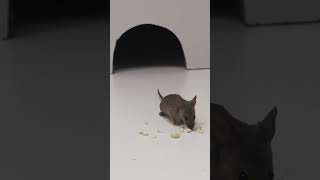 Mice for Cats to Watch! #catentertainment #shorts