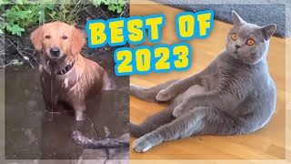Sveriges Roligaste Djur - Best of 2023! 😹