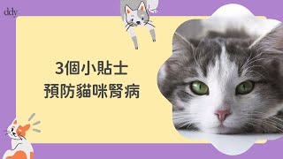 【寵物健康】【3個小貼士，教你預防貓咪腎病！】