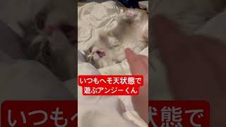 #かわいい猫 #猫のいる暮らし