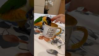#funny #pamflet #papagal #parrot #marele #alexandru #pipo #talkingparrot #caique #cucu
