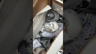 Shipping some Racing pigeons to my friend in Florida #shorts #racingpigeon