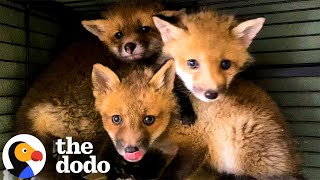 Three Baby Foxes Who Lost Their Mom Learn How To Be Wild | The Dodo