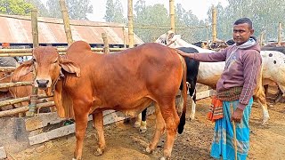 @আজ শুক্রবার ২০জানুয়ারি | খামার উপযোগী শাহীওয়াল নেপালী গীর পাকড়া ব্রাহমা জাতের ষাঁড় গরুর দাম |আমবাড়ী