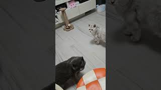 #cat #catlover #貓眼觀察室 #cute #寵物友善日常 #貓跳台 #貓咪日常 #funny