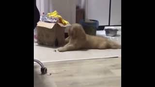 What happens to a dog when a beautiful song plays 🤣 | Fails of the Week | Funny Jokes