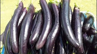 🟢(MUST SEE) PICKING & COOKING EGGPLANT #homestead #eggplant #harvest