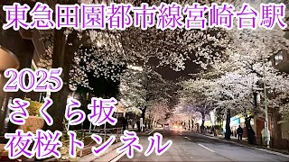 【東急田園都市線宮崎台駅】さくら坂2025.4　夜桜トンネルをドライブ