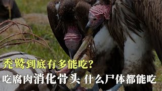 吃腐肉还能消化骨头，秃鹫到底有多能吃？连人死后的尸体，都能吃【西风探瘦马】