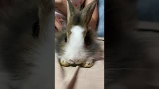 Joe Joe Fat | First Meeting Shy Rabbit